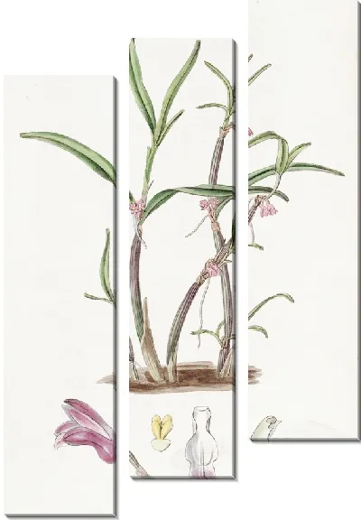 Картина Фиолетовый Бутлип (1815-1819)