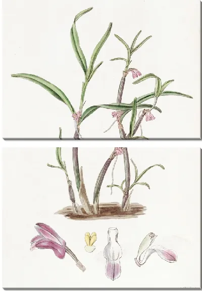 Картина Фиолетовый Бутлип (1815-1819)