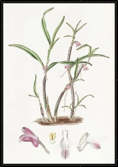 Картина Фиолетовый Бутлип (1815-1819)