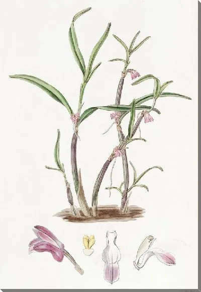 Картина Фиолетовый Бутлип (1815-1819)