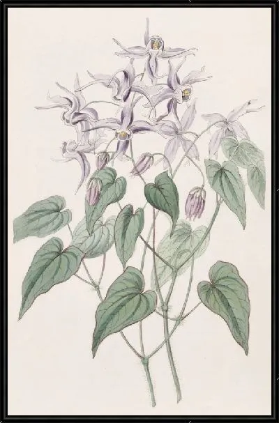 Картина Фиолетовый эпимедиум (1815-1819)