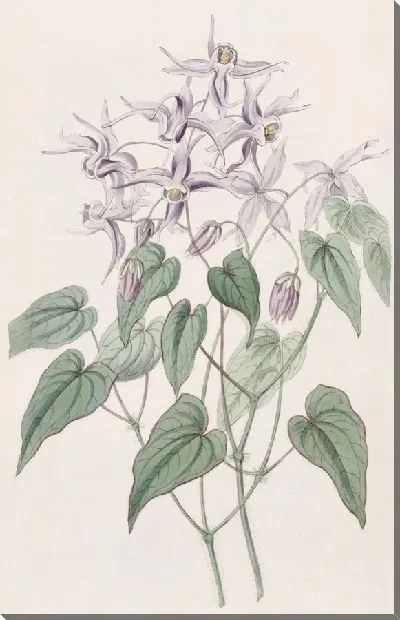 Картина Фиолетовый эпимедиум (1815-1819)