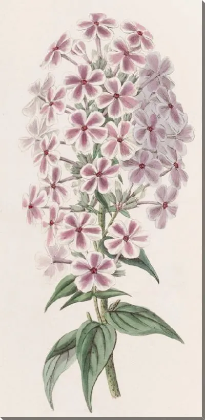 Картина Флокс Ван Хутта (1815-1819)