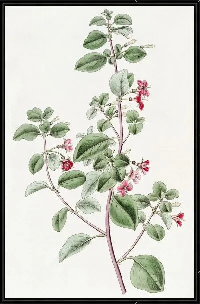 Картина Фуксия тимьянолистная (1815-1819)