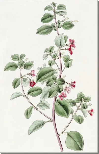 Картина Фуксия тимьянолистная (1815-1819)