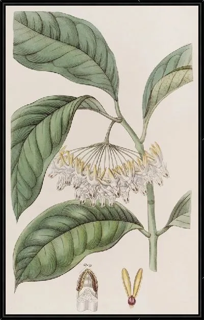 Картина Хойя толстолистная (1815-1819)