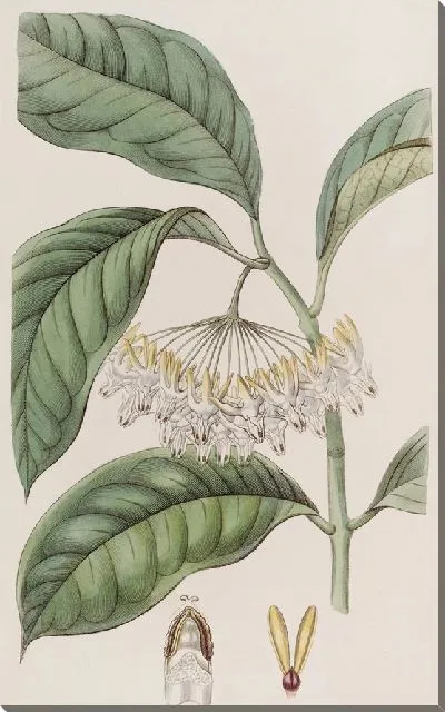 Картина Хойя толстолистная (1815-1819)