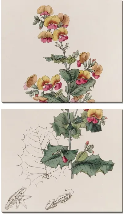 Картина Хородема разнолистная (1815-1819)
