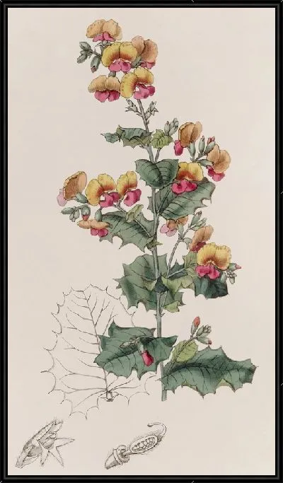 Картина Хородема разнолистная (1815-1819)