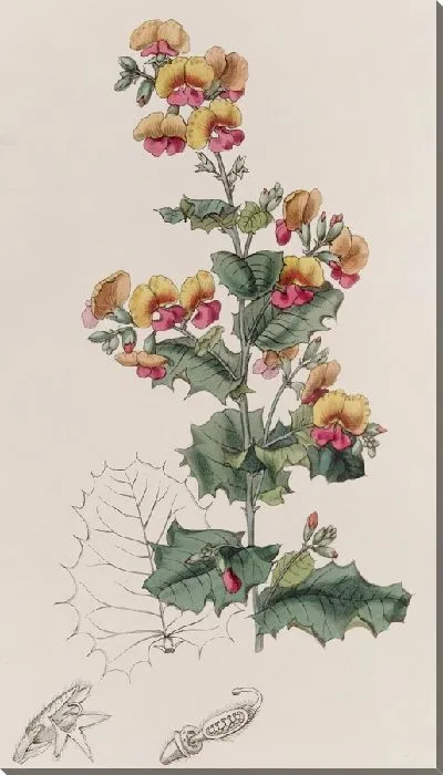 Картина Хородема разнолистная (1815-1819)