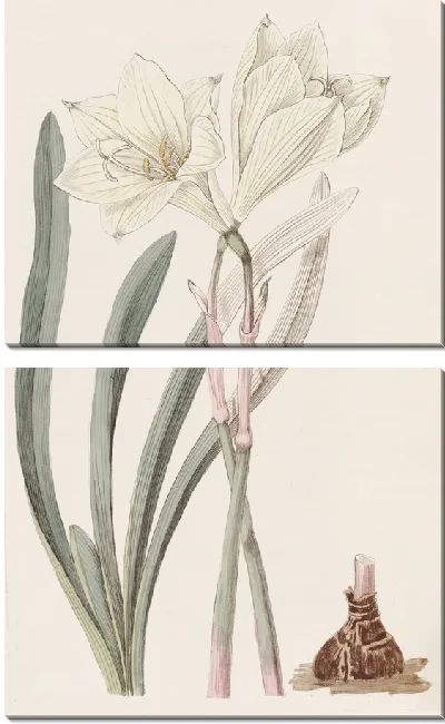 Картина Целоцветный Хабрант (1815-1819)