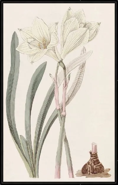 Картина Целоцветный Хабрант (1815-1819)