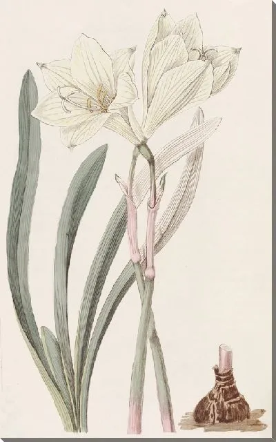 Картина Целоцветный Хабрант (1815-1819)