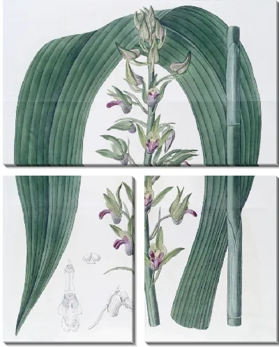 Картина Циртоподий Вудфорда (1815-1819)