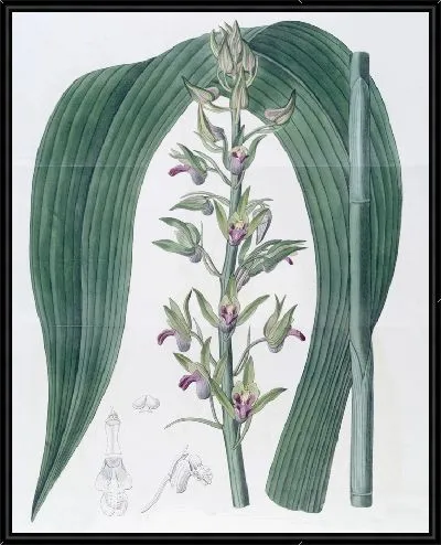 Картина Циртоподий Вудфорда (1815-1819)