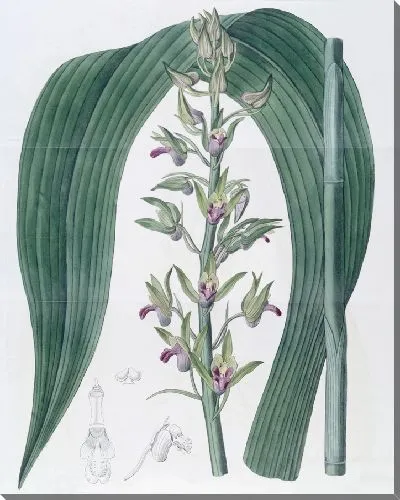 Картина Циртоподий Вудфорда (1815-1819)