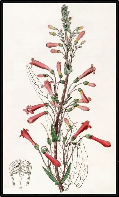 Картина Челоне валерианолистная (1815-1819)
