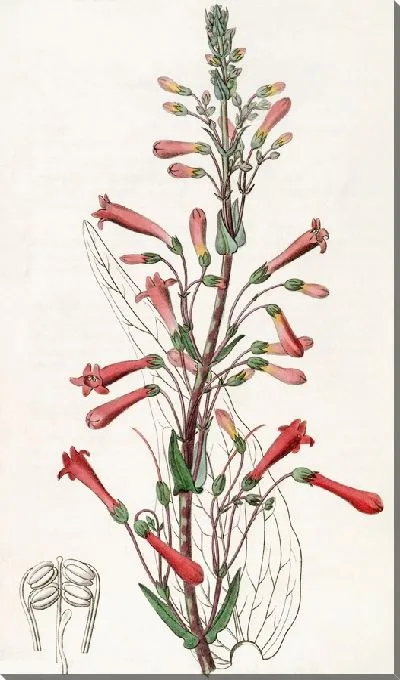Картина Челоне валерианолистная (1815-1819)