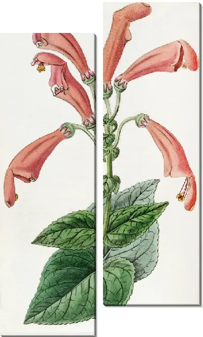 Картина Широкоротая Геснера (1815-1819)
