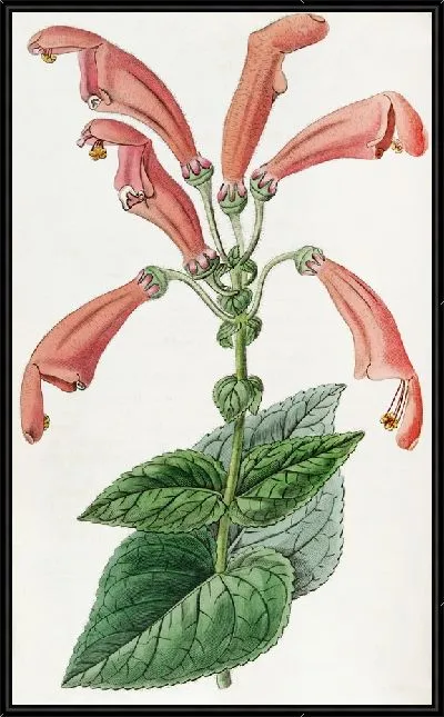 Картина Широкоротая Геснера (1815-1819)
