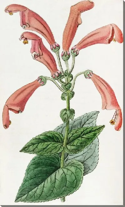 Картина Широкоротая Геснера (1815-1819)