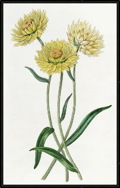 Картина Элихризум двухцветный (1815-1819)