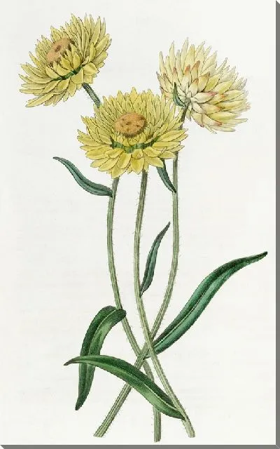 Картина Элихризум двухцветный (1815-1819)