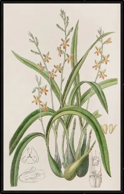 Картина Эпидендрум желто-охристового цвета (1815-1819)
