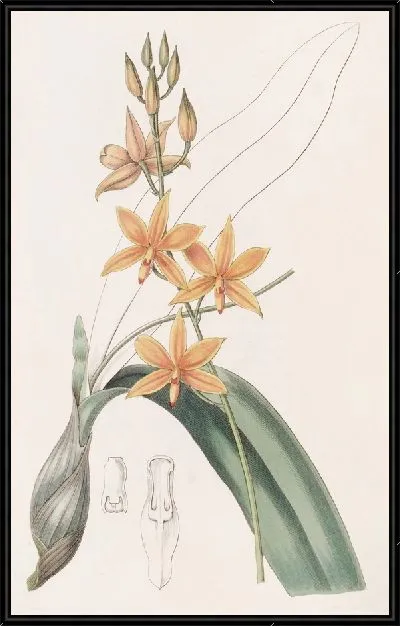 Картина Эпидендрум яичного желтка (1815-1819)