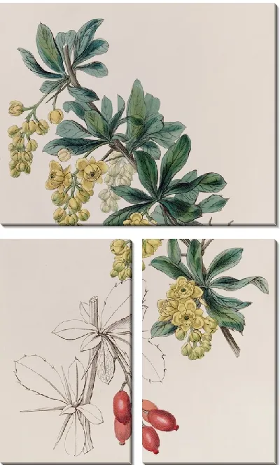 Картина Ягода кожевника (1815-1819)