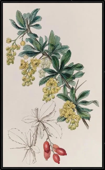 Картина Ягода кожевника (1815-1819)