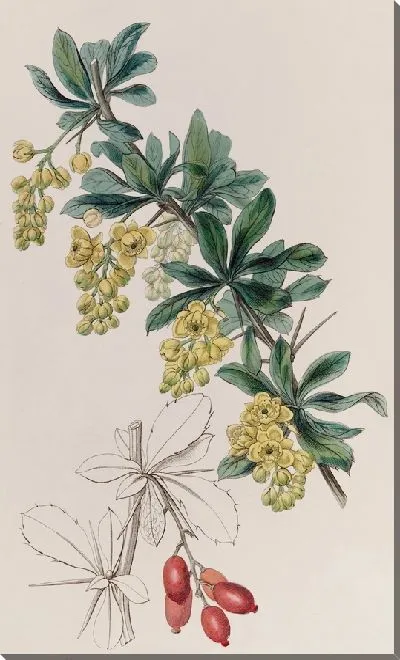 Картина Ягода кожевника (1815-1819)