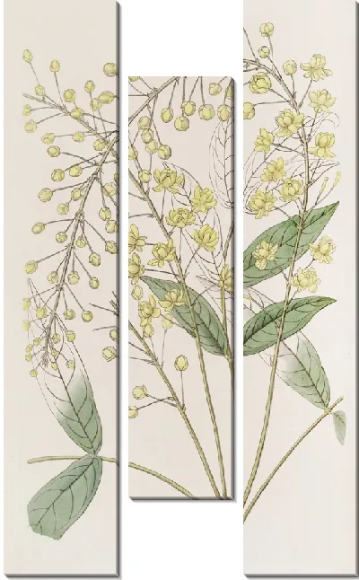 Картина Ягода тонкая ясенелистная (1815-1819)