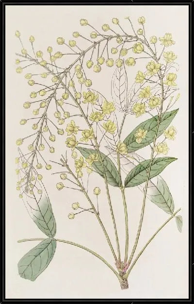 Картина Ягода тонкая ясенелистная (1815-1819)