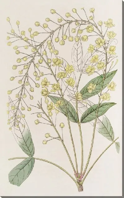 Картина Ягода тонкая ясенелистная (1815-1819)