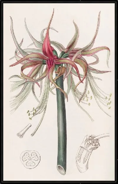 Картина The Tumbler Sprekelia