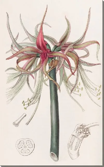 Картина The Tumbler Sprekelia