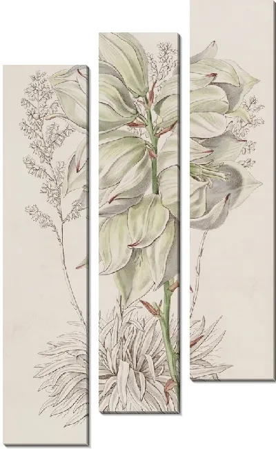 Картина Адамова игла слаболистная (1815-1819)