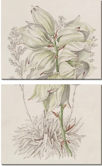Картина Адамова игла слаболистная (1815-1819)