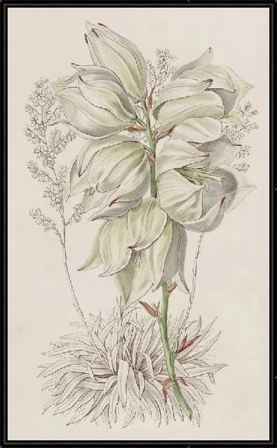 Картина Адамова игла слаболистная (1815-1819)