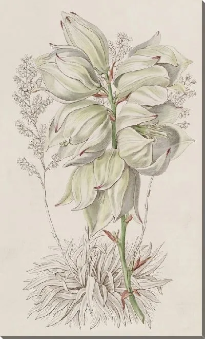 Картина Адамова игла слаболистная (1815-1819)