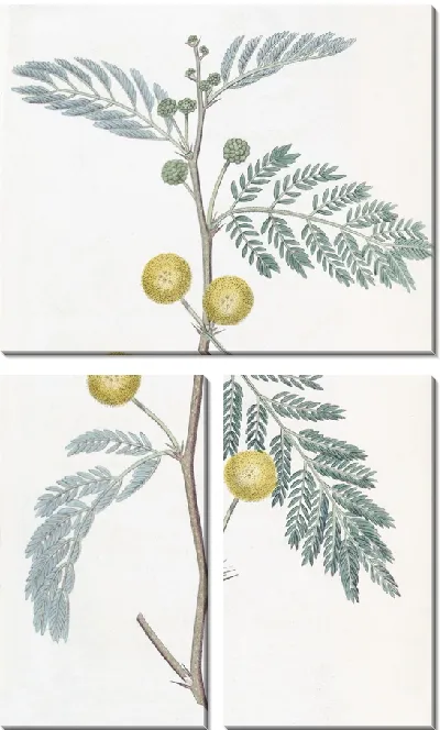 Картина Акация белолистная (1815-1819)