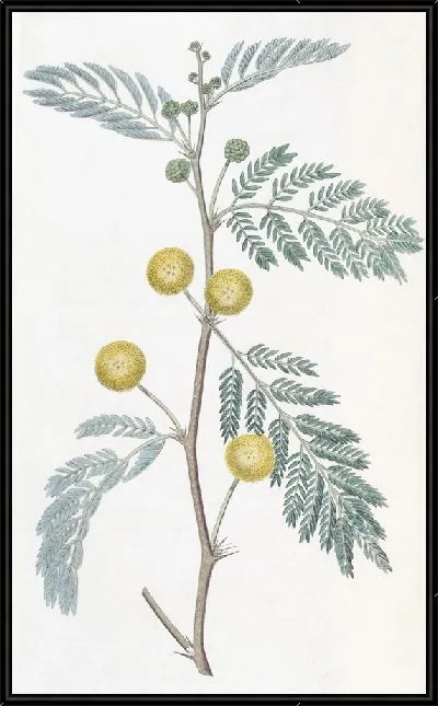 Картина Акация белолистная (1815-1819)