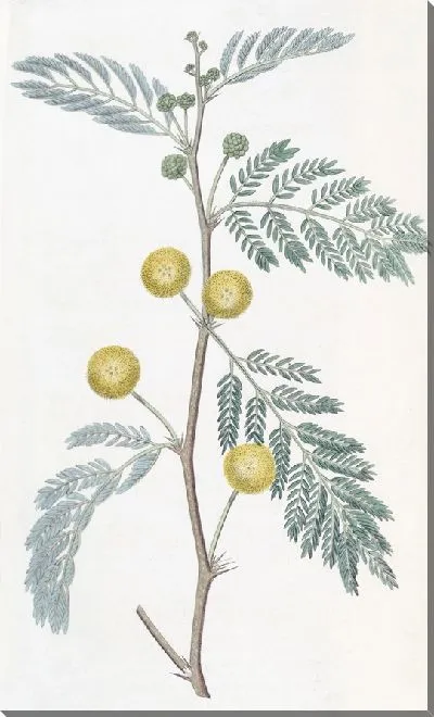 Картина Акация белолистная (1815-1819)