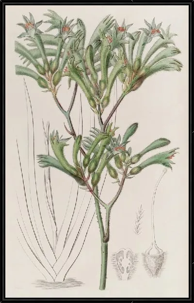 Картина Амигозантус желтоволосый (1815-1819)