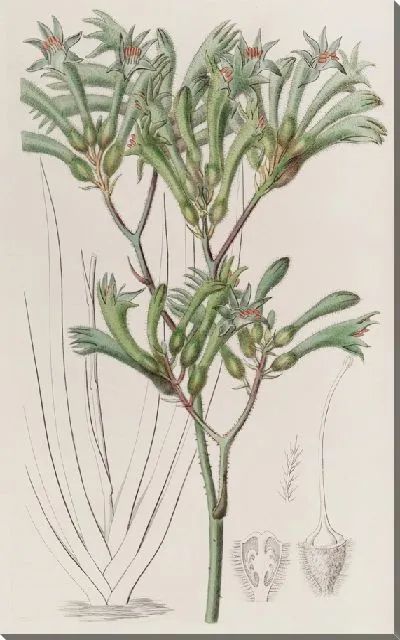 Картина Амигозантус желтоволосый (1815-1819)