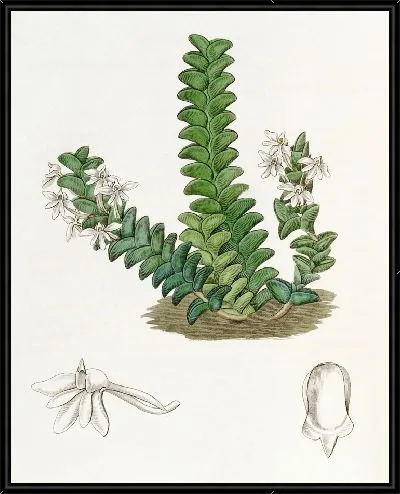 Картина Ангрекум двурядный (1815-1819)