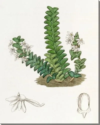 Картина Ангрекум двурядный (1815-1819)