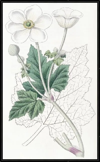 Картина Анемона винограднолистная (1815-1819)