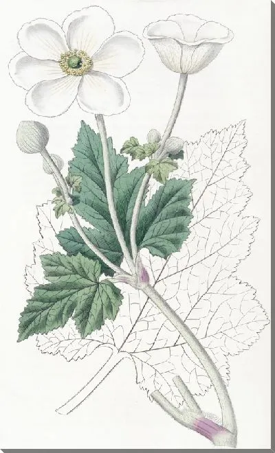 Картина Анемона винограднолистная (1815-1819)